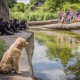 Puppy Slips Into Chimp Enclosure – What Zookeepers Witness Next Is Astonishing!