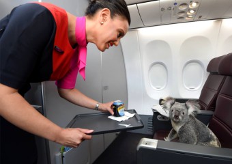 The 20 Most Fun and Unusual Animal Air Passengers