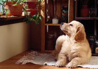 10 Breeds of Dogs Ideal for an Apartment