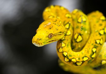 Beautiful Awful! Snakes That Fascinate With Their Appearance