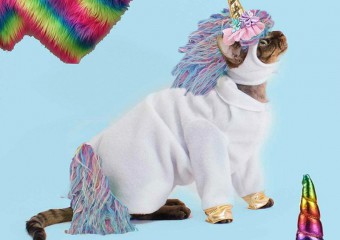 Funny Costumes From Aliexpress for Pets