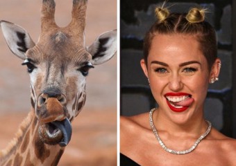 15 Photos of Animals Strikingly Similar to the Stars