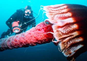 7 Most Dangerous Jellyfish in the Underwater World