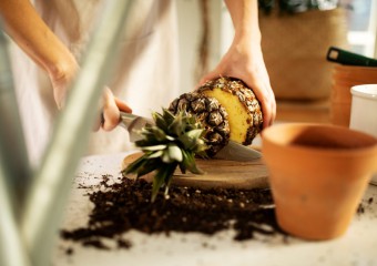 Stop Throwing Out Pineapple Crowns – Do This Instead!