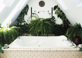 10 Best Houseplants for Your Bathroom