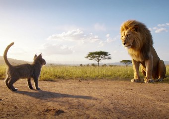 Cat Wanders into Savannah Alone – What the Lion Does Has Everyone Frozen