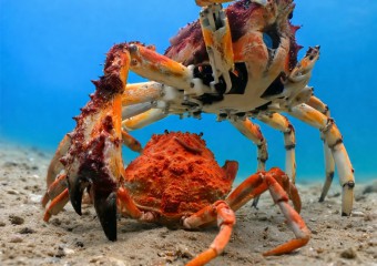 Scientists Placed a Single “Crab” Among Thousands—Then Something Bizarre Happened