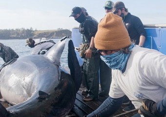 These sailors found a giant shark – You won’t believe what they found inside!