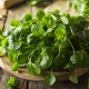 This Overlooked Leaf Beats Spinach, Broccoli, and Kale as the Healthiest Vegetable