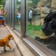 Puppy Slips Into Panther Enclosure – What Zookeepers Catch on Camera Is Unbelievable!