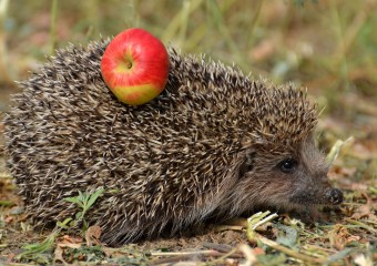 10 Interesting Facts About Hedgehogs