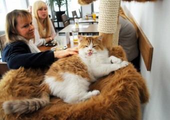 The Best Cat Cafe in the Whole World