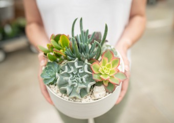 8 Reasons Why You Urgently Need to Get Succulents
