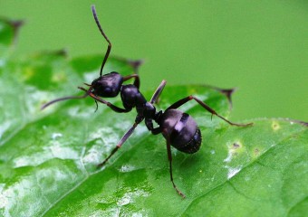 Interesting Facts About Ants