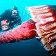 7 Most Dangerous Jellyfish in the Underwater World