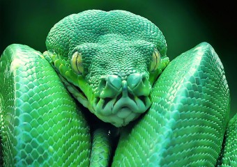 10 Most Dangerous Snakes in the World
